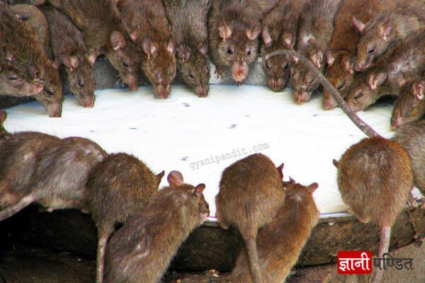 Karni Mata temple of rats