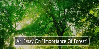 Essay on Importance of Forest