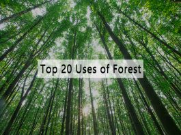 What are the Uses of Forest in English for Students