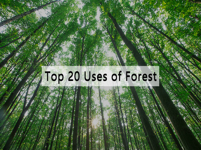 What are the Uses of Forest in English for Students