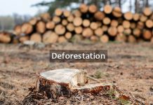 Essay on Deforestation in English for Students