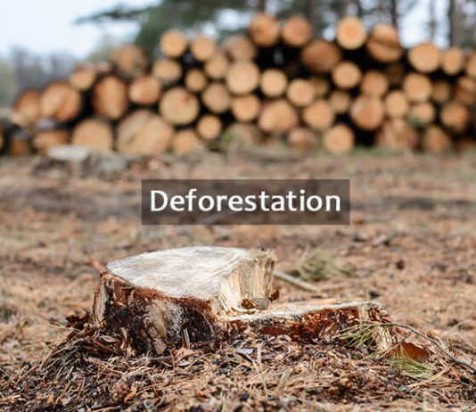 Essay on Deforestation in English for Students