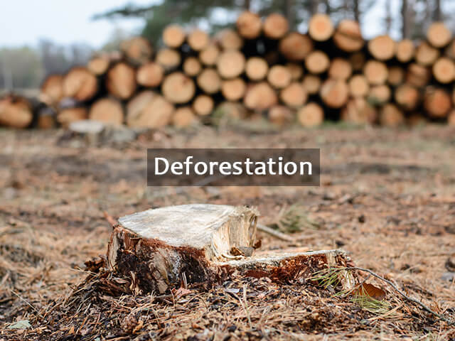 Essay on Deforestation in English for Students