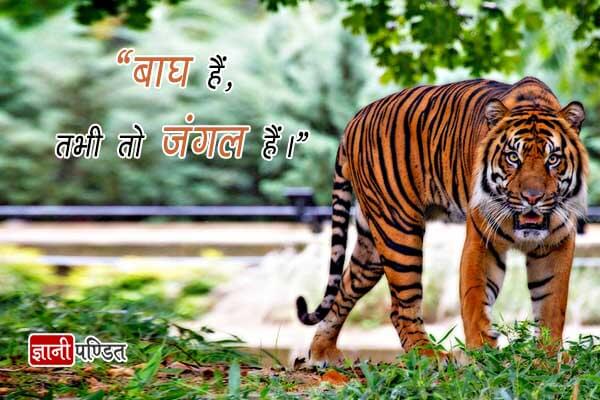 Small Slogans on Save Tigers