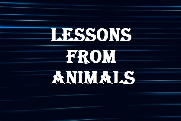 Lessons from Animals