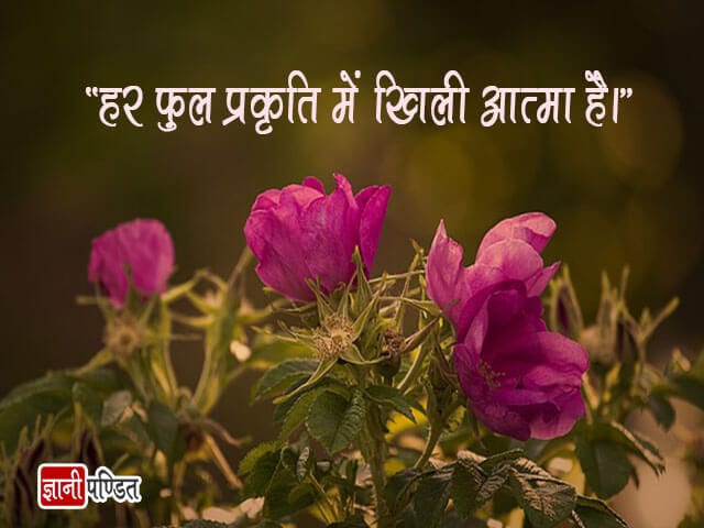 Phool Quotes