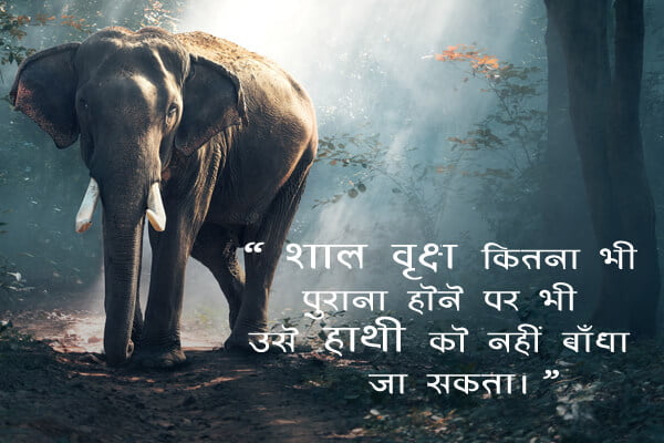 Animal Quotes in Hindi