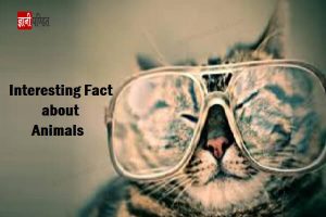 Interesting Fact about Animals
