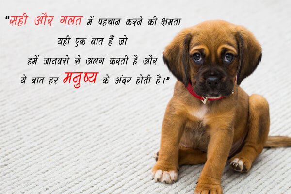 जानवर पर ही कुछ कोट्स | Animal Quotes Hindi