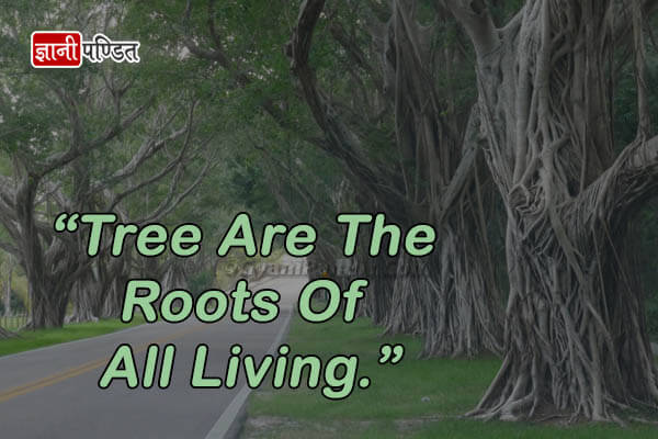 Shayari on Trees in Hindi